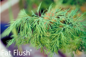 Top 3 Fat Flushing Herbs- Official Fat Flush Tip